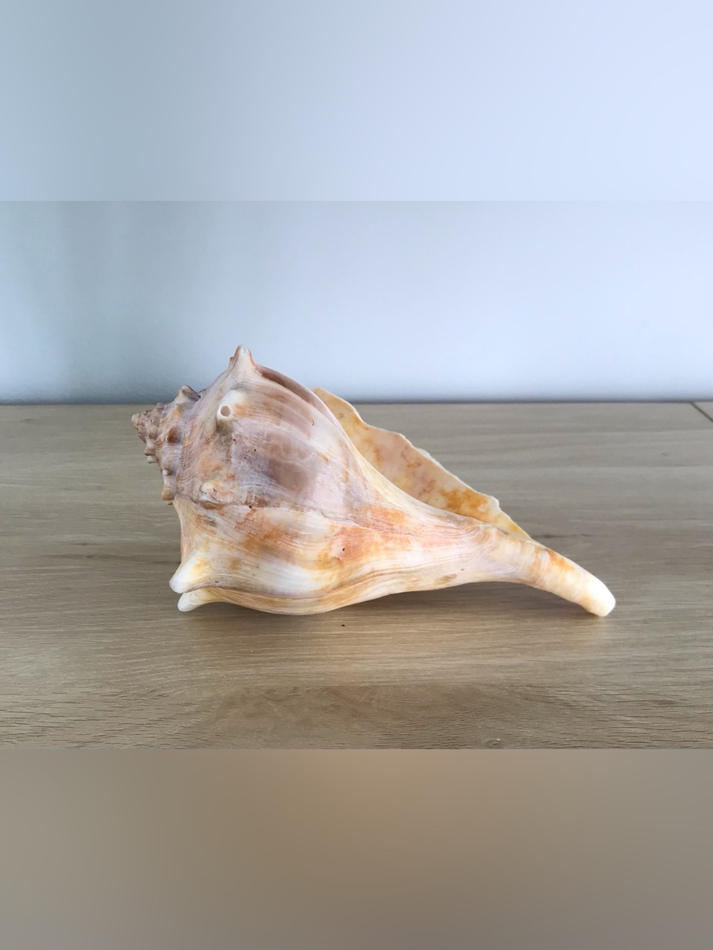 QUEEN CONCH SHELL (Aliger Gigas)
Pinks Oranges and Creams